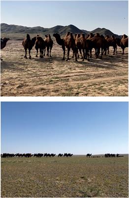First Documented Camelus knoblochi Nehring (1901) and Fossil Camelus ferus Przewalski (1878) From Late Pleistocene Archaeological Contexts in Mongolia